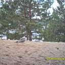 ���� Sergey, ��������, 59 ��� - ��������� 3 ���� 2013 � ������ �����ջ