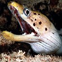 ���� ����� - ���������� ��������!!!, �����������, 56 ��� - ��������� 12 ������ 2010 � ������ ������