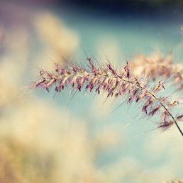 ������, ��������, 36 ���