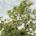 ���� ������, ���������, 62 ���� - ��������� 12 ���� 2012 � ������ �12 �����