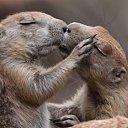 ���� Gnom, ���������, 39 ��� - ��������� 28 ������ 2010 � ������ �������� � ��������� ;-)�