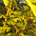 ���� ������, ��������, 66 ��� - ��������� 5 ������ 2013 � ������ ���� ����������