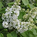 ���� �����, �����, 60 ��� - ��������� 21 ��� 2012 � ������ ������ �����