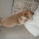 BONA �� ������� ���� ����������