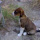 ���� Nik, �����, 63 ���� - ��������� 14 ����� 2010 � ������ ���� ���������