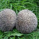 ���� ����. ��������� �� ��!, ������, 72 ���� - ��������� 30 ���� 2011 � ������ ������