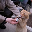 ���� ������, ���������, 41 ��� - ��������� 12 ������� 2011 � ������ ���� ����������