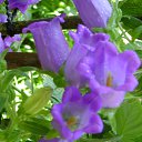  Hamlet, , 45  -  18  2012