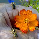 ���� Velvad, ���� - ��������� 25 ������ 2012 � ������ ���� ����������