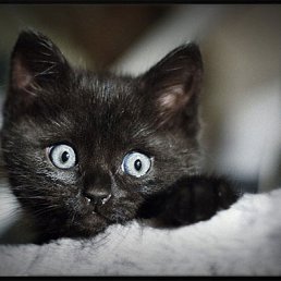 ���� �����, ��������, 41 ��� - ��������� 13 ������ 2012