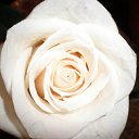 ���� ����, ���������, 74 ���� - ��������� 29 �������� 2011 � ������ ���� ����������