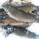 ���� ���������- ���� �������� !!, ������ - ��������� 30 ������ 2013 � ������ ������� �������-30.01.2013�