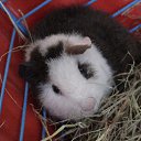 ���� ������-������� ��� ���� �����, ��������, 85 ��� - ��������� 11 ����� 2010 � ������ ���� ��������!�