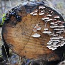 ���� �� ������� ��������