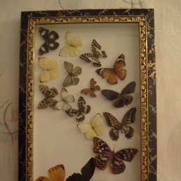 ���� ���������, ������, 43 ���� - ��������� 13 ������ 2010