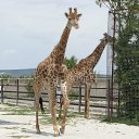 ���� Nik, �����, 63 ���� - ��������� 2 ���� 2012 � ������ ���� ���������