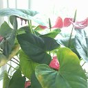 ���� �������, ������, 57 ��� - ��������� 14 ���� 2012 � ������ ���� ������