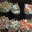 ���� Tina, �����-���������, 66 ��� - ��������� 30 ������� 2011 � ������ ���� ������� ����������