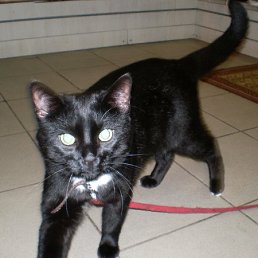 ���� ��������, �����-��������� - ��������� 18 ������ 2012