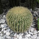 ���� ����, ������, 50 ��� - ��������� 21 �������� 2011