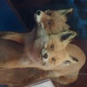 ���� ����, �����, 28 ��� - ��������� 12 ������� 2011 � ������ ���� ����������