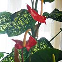 ������ �� ������� ����λ