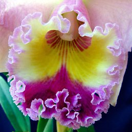 ���� Edgarihe, ����������� - ��������� 12 ������ 2011