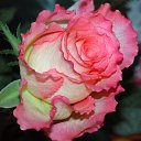 ���� �� " ������" �� ������� ����� �� ���