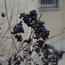 ���� Oldman, ������������ - ��������� 29 ����� 2012 � ������ ���������)�