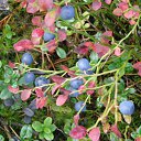 ���� �������, ������������, 46 ��� - ��������� 29 ������ 2012 � ������ ���� ����������