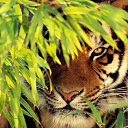 ���� ����, ���� - ��������� 1 ���� 2013 � ������ ���� ����������