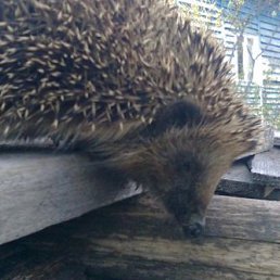 �����, �����-���������, 54 ����