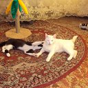 �������� ������ �� ������� ����� ��� ������������