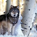 ���� �����, ������, 35 ��� - ��������� 20 �������� 2012 � ������ �������