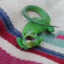 ���� �����, �����, 35 ��� - ��������� 13 ���� 2012