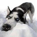 ���� �����, ����, 35 ��� - ��������� 21 ������� 2012 � ������ ���� ����������