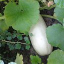 ���� ������, ������, 59 ��� - ��������� 21 ������� 2012 � ������ ���� ����