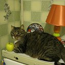 ���� ����, �����, 62 ���� - ��������� 26 ������ 2011 � ������ ���� �������ۻ