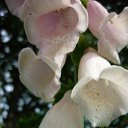 ���� ����@, ��������, 62 ���� - ��������� 21 ���� 2010 � ������ ��������� �������