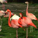 ���� �����, ��������, 56 ��� - ��������� 11 ��� 2013 � ������ ���� ����������