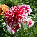���� Helena Capalis, �������, 39 ��� - ��������� 5 ���� 2013 � ������ ���� ����������