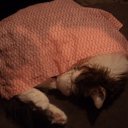 ���� ���, �����, 27 ��� - ��������� 15 ����� 2011 � ������ ���� ������