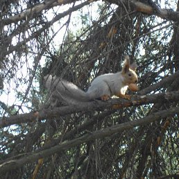 ��������, ���������, 61 ���