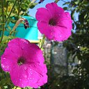 ���� Xameleon, ������, 42 ���� - ��������� 19 ������ 2009 � ������ �������, ������, ������ ���� �� ����������