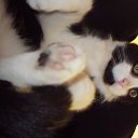 ��� ������ ���� �� ������� ����� ��� ������������