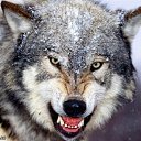 ���� �������� �������, ������, 63 ���� - ��������� 4 ���� 2013 � ������ ���� ����������