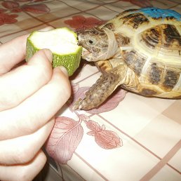 ���� �������, ������, 38 ��� - ��������� 19 ������ 2012