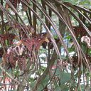 ���� �������, ��������, 51 ��� - ��������� 13 ������� 2011