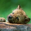 ���� Ira, ������� - ��������� 5 ������ 2010 � ������ ��������