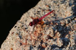 �, ����, 35 ���